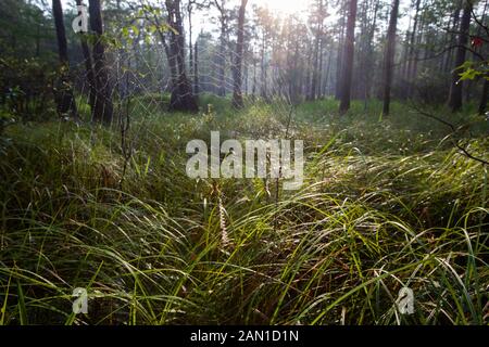 Spider dans les bois en Caroline du Sud. Banque D'Images