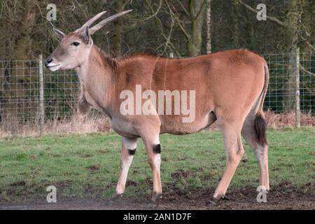 - Tragelaphus oryx éland commun - à Knowsley Safari Park, le Merseyside (Royaume-Uni). Banque D'Images