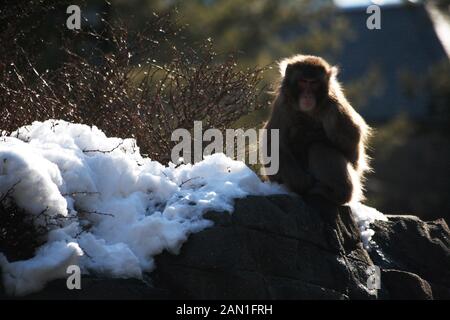 Macaque japonais dans la neige Banque D'Images