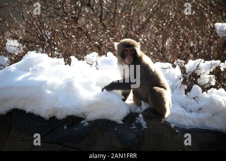 Macaque japonais dans la neige Banque D'Images