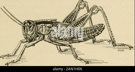 Rapport sur divers insectes de coton au Texas . LE DIFFÉRENTIEL L0C8T. 21 L'Attention a été appelée pour la première fois à l'éclosion de la L904 par M. W. II.Brown, de Navasota, dont la plantation longeant la rivière Brazos a été visité par l'écrivain le 1er avril. À cette époque, le jeune happershad était au travail pendant environ dix jours, et était encore à couver. Theyest apparu en un nombre incalculable autour des bords du sable cultivé sur un sol non cultivé parmi les mauvaises herbes, d'où ils ont émigré vers les jeunes cultures à mesure que l'approvisionnement alimentaire est devenu rare. Iome c;c i1 Fig. 10.—Melanoplus différencie : la nymphe jeune—agrandit Banque D'Images