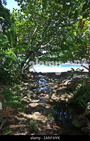 Un ruisseau qui traverse un lit rocheux dans une forêt tropicale, de se jeter dans l'océan Pacifique avec le soleil qui rayonne à travers la canopée à Papaikou, H Banque D'Images