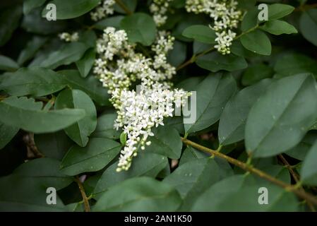 Fleurs parfumées blanc de Ligustrum vulgare Banque D'Images