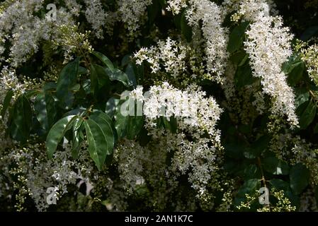 Fleurs parfumées blanc de Ligustrum vulgare Banque D'Images