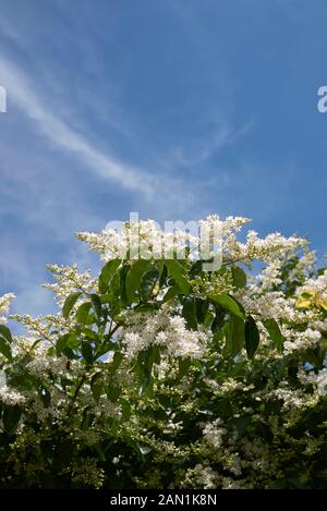 Fleurs parfumées blanc de Ligustrum vulgare Banque D'Images
