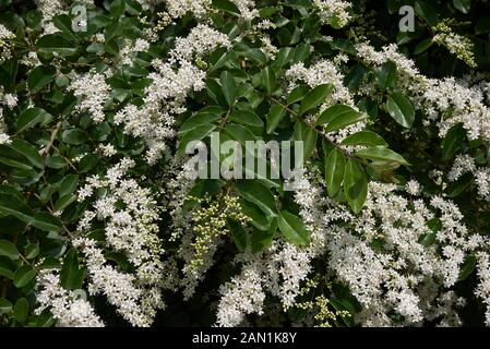 Fleurs parfumées blanc de Ligustrum vulgare Banque D'Images