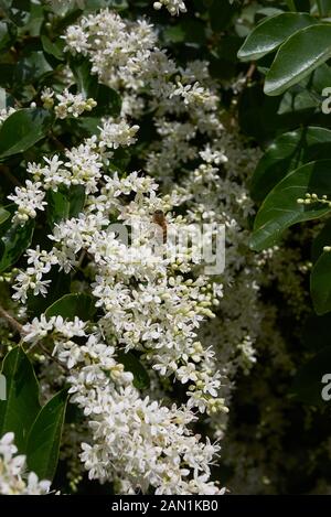 Fleurs parfumées blanc de Ligustrum vulgare Banque D'Images