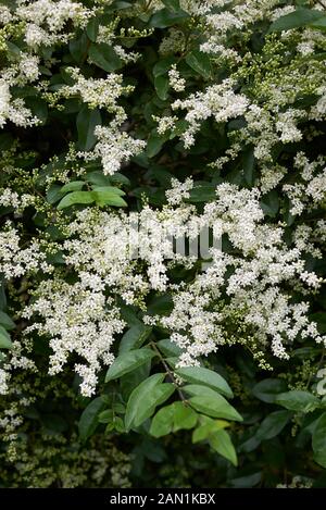 Fleurs parfumées blanc de Ligustrum vulgare Banque D'Images