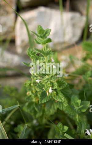 Frais des feuilles et fleurs de Melissa officinalis Banque D'Images