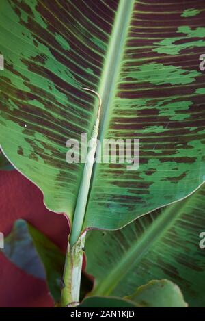 Feuilles texturées de Musa acuminata var. zebrina Banque D'Images