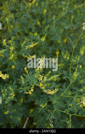 Fleurs jaunes de Melilotus officinalis Banque D'Images