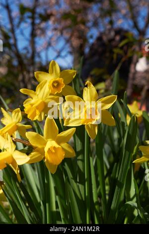 Le blanc et le jaune des fleurs de Narcisse Banque D'Images