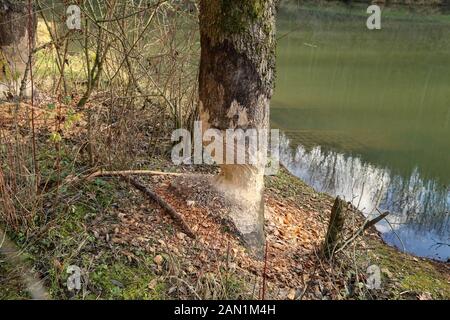 Les arbres sur la rive du lac sont gnés par les castors Banque D'Images