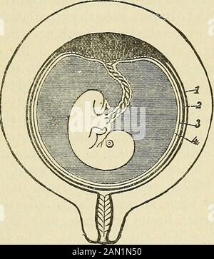 Les lois et les mécanismes de circulation, avec le principe impliqué dans le mouvement des animaux . la circulation forment nécessairement un mouvement connecté pour produire un courant continu et ininterrompu des fluides entrela cellule-couvée et l'environnement à partir duquel les approvisionnements sont obtenus, et dans lequel les déchets sont retournés forreredistribution. Nous suivons maintenant cette question et prenons la circu-lation dans l'embryon, afin de donner la véritable interprétation des phénomènes, anatomiques et physiologiques, apconcernant L'EMBRYON UN ANIMAL AQUATIQUE. 317 à elle aussi. Il y a une complexité croissante, mais à partir de là Banque D'Images