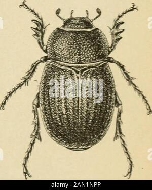 Rapport sur divers insectes de coton au Texas . l fin du printemps suivant, juste avant de planter du coton. Dans ce domaine, l'étendue des blessures au coton était sans précédent. Le coton planté en 1904 était sur la terre qui avait été bien labouré et gardé exempt de mauvaises herbes pendant le previousfall et l'hiver, et dans ce cas la blessure n'était pas grave. Les léoptères ne semblent pas être dommageables sur les terres qui suivent le maïs. Il semble probable que les femelles oviposaient dans la terre de coton et que si le thisi- bien cultivé et l'hiver labouré le larva1 sont tués. Larva1nourrir les racines des mauvaises herbes le long des clôtures où labourer Banque D'Images