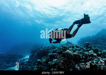 Plongée sous-marine explorant la grande barrière de corail en Australie Banque D'Images