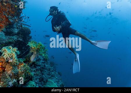 Plongée sous-marine explorant la grande barrière de corail en Australie Banque D'Images