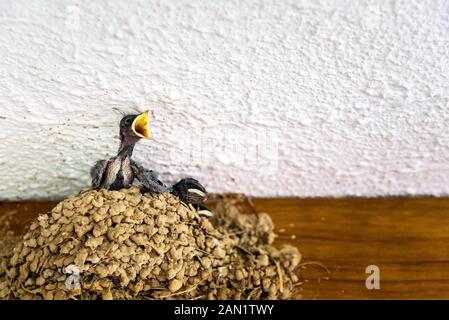 Nichent sur le toit d'une maison d'hirondelles, Hirundo rustica, avec les poussins pour demander de la nourriture pour leur mère. Banque D'Images