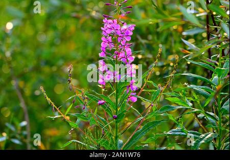 Une fleur de bois de chauffage sauvage rose, Epilobium angustifolium, après une pluie d'été et rétroéclairé par la lumière du soleil. Banque D'Images