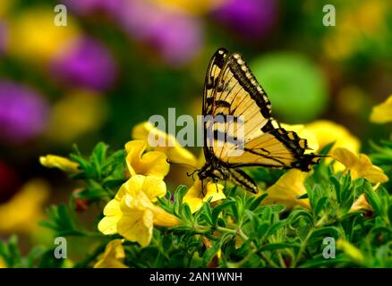 Un papillon en queue d'hirondelle Papillo canadensis, buvant du nectar à partir d'une fleur jaune dans les jardins Devonion près de Devon Alberta Canada Banque D'Images