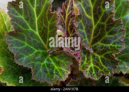 Macro photographie des feuilles de Begonia. Belles couleurs et motif mosaïque. Banque D'Images