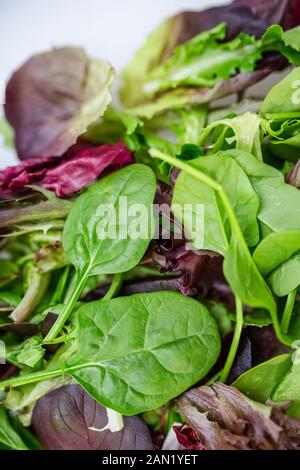 Gros plan de diverses feuilles de salade fraîches, y compris les jeunes épinards Banque D'Images