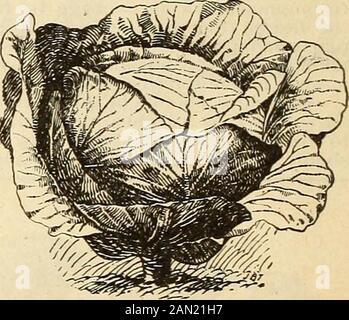 Semences annuelles, 1899 . Début DWARfFLAT FOSSÉ Continue l'expérience confirme notre conviction que c'est le meilleur deuxième genre tôt. Les plantes sont courtes stemedand vertical, avec relativement peu et de courtes feuilles, soque elles peuvent être plantées de près. Têtes grandes, solides, arrivant à échéance dès le début de l'été, et de longue haleine sans éclatement.Chaque plante formera une tête dure pour le marché dès que l'oreille des cabanes à tête ronde, et aussi grande et solide que les types d'hiver. Notre stock ne doit pas être confondu avec les stocks ultérieurs inférieurs fréquemment déferéssous ce nom. Pkt. 6 °C ; Oz. 16 c ; 2 Banque D'Images