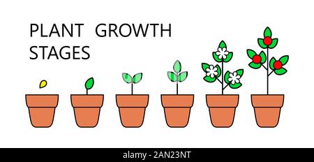 Étapes de la croissance des arbres l'infographie. L'art de la ligne d'icônes. Modèle d'instructions de plantation. Style linéaire illustration isolé sur blanc. Fruits de la plantation. Illustration de Vecteur