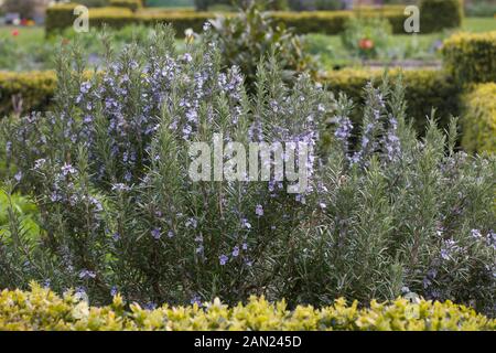 Rosemary herb bush en fleur dans Chalet jardin Banque D'Images