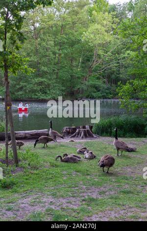 Le Tiergarten, promenez-vous dans le magnifique parc verdoyant du centre de Berlin, les canards nagent dans le lac Banque D'Images