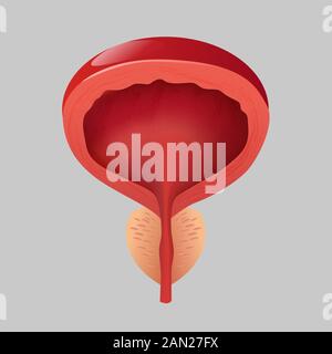 Prostate normale, hommes sur fond gris. Illustration de Vecteur