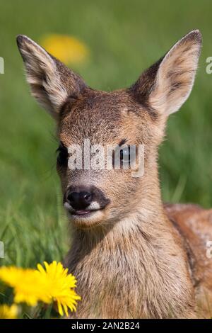 Chevreuil, Capreolus capreolus, Portrait de Foan avec fleurs, Normandie Banque D'Images