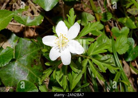 Anémone des bois (Anemone nemorosa) est originaire d'Europe de plus en plus les forêts ombragées, et est un indicateur de forêts anciennes. Banque D'Images