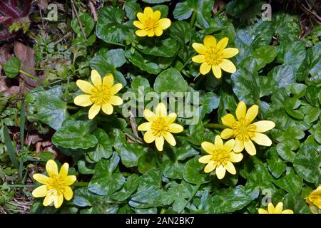 Ficaria verna (lesser celandine) originaire d'Europe et d'Asie de l'ouest de plus en plus des habitats humides et des variations saisonnières. Banque D'Images