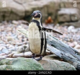 Les gardiens ont dû faire face à la tâche difficile de faire monter chaque mammifère, oiseau, reptile, poisson et invertébrés au zoo - en comptant tout, d'une colonie de pingouins Humboldt inquistifs aux lions asiatiques Et chameaux Bactrian En danger Critique. Banque D'Images