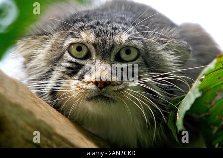 Le CHAT DE PALLAS ou MANUL otocolobus manul, chef de l'HOT Banque D'Images