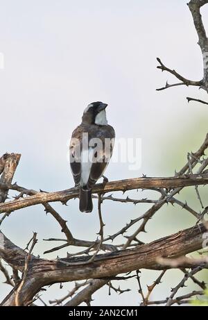 Bruant à sourcils blancs (Plocepasser mahali-weaver melanorhynchus) des profils perché en arbre mort Murchison Falls National Park, l'Ouganda Novembre Banque D'Images