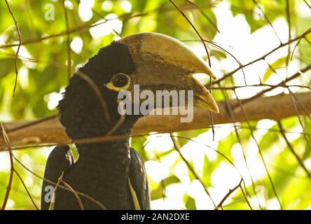 White-thighed Hornbill (Bycanistes albotibialis) close up of adulte tête Novembre Ouganda Banque D'Images