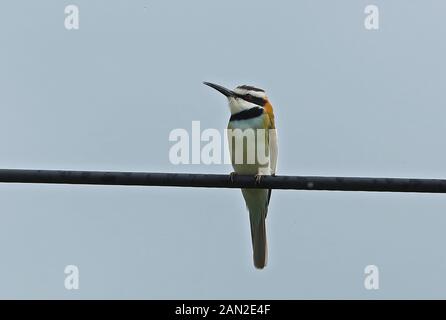 White-throated Bee-eater (Merops albicollis) adulte, perché sur le fil, sans rectrices centrales Parc national Queen Elizabeth, l'Ouganda Nove Banque D'Images