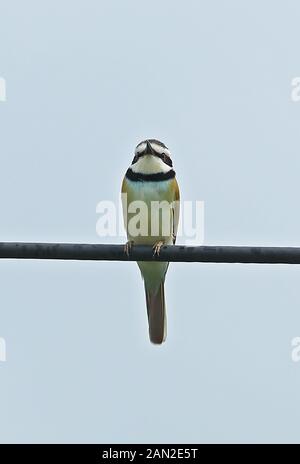 White-throated Bee-eater (Merops albicollis) adulte, perché sur le fil, sans rectrices centrales Parc national Queen Elizabeth, l'Ouganda Nove Banque D'Images