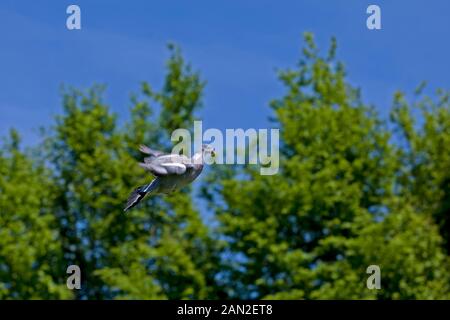 PIGEON RAMIER Columba palumbus, ADULTE EN VOL Banque D'Images