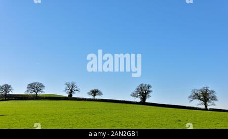 Rangée d'arbres à feuilles larges en silhouettées à hedgeriw hiver à travers le sommet d'une colline, Devon Banque D'Images