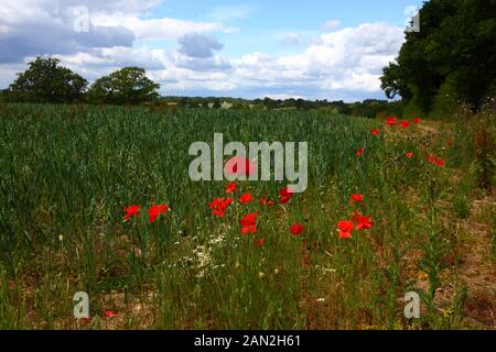 Les coquelicots rouges (papaaver rhoeas) et d'autres fleurs sauvages qui poussent sur le bord du champ d'avoine, près de Chiddingstone, Kent, Angleterre Banque D'Images