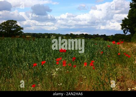 Les coquelicots rouges (papaaver rhoeas) et d'autres fleurs sauvages qui poussent sur le bord du champ d'avoine, près de Chiddingstone, Kent, Angleterre Banque D'Images