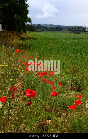 Les coquelicots rouges (papaaver rhoeas) et d'autres fleurs sauvages qui poussent sur le bord du champ d'avoine, près de Chiddingstone, Kent, Angleterre Banque D'Images