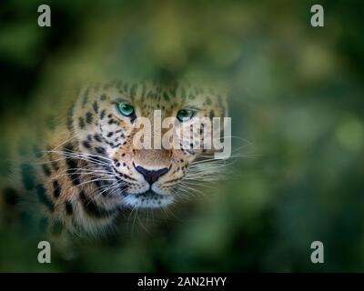 Panthère Panthera pardus orientalis prisonnier Banque D'Images