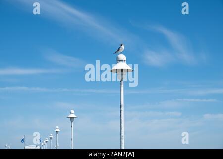 Une mouette assis sur une lampe Banque D'Images