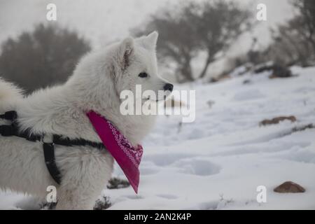 La belle American Eskimo Dog était heureux pendant la chute de neige en Jordanie Banque D'Images