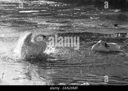 Cygnes en Riston, Angleterre Banque D'Images