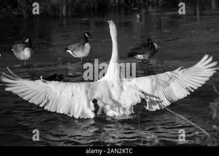 Cygnes en Riston, Angleterre Banque D'Images